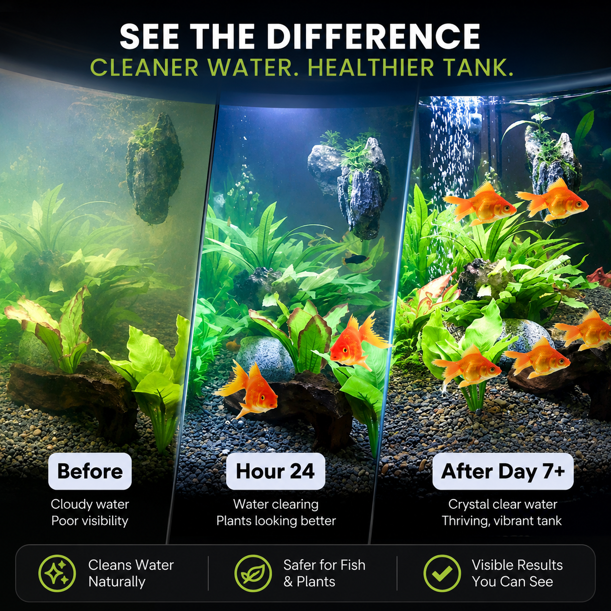Before and after aquarium clarity routine